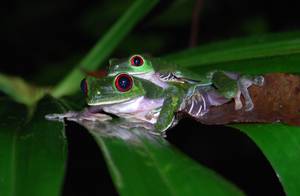 red eyed frogs